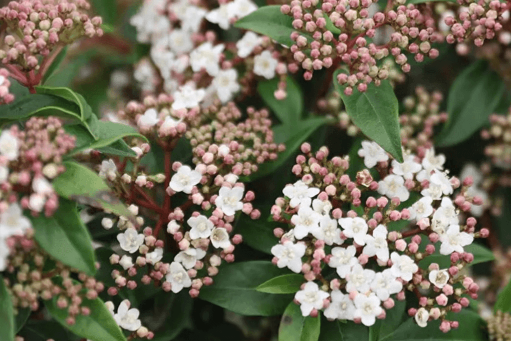 Reliable and Structural Laurustinus Plant