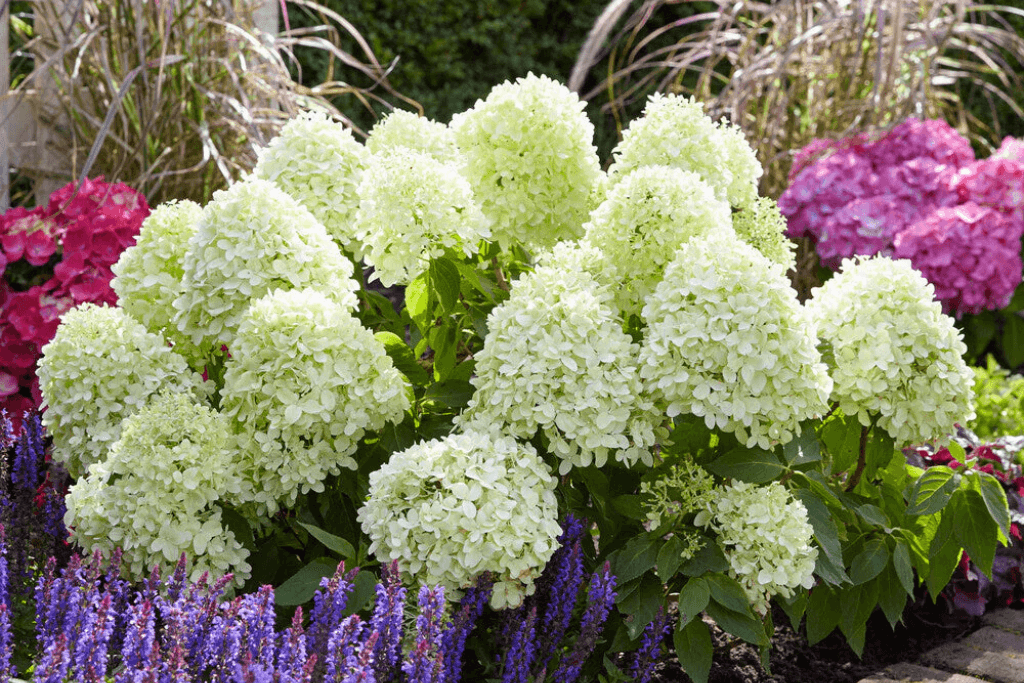 Beautiful Unscented Hydrangeas in Garden