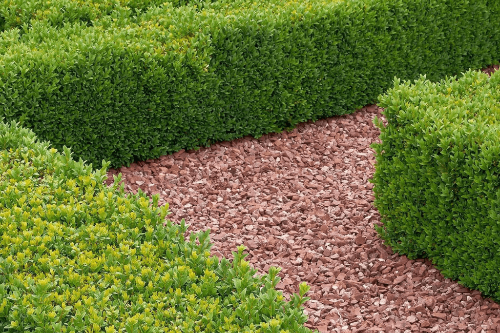Structured Boxwood Garden Hedge