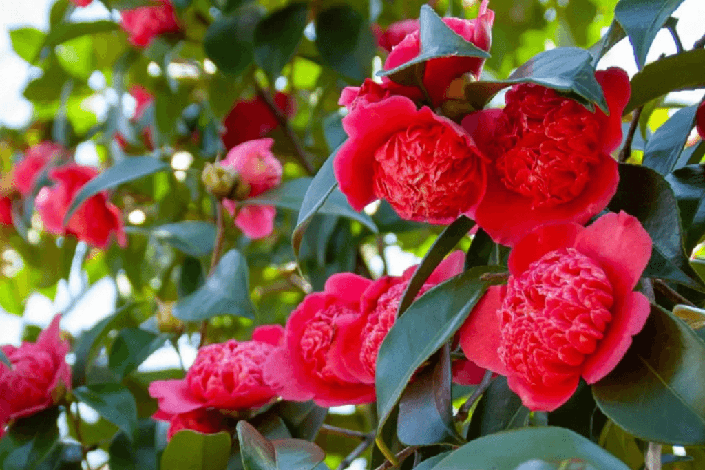 Glossy and Elegant Camellias