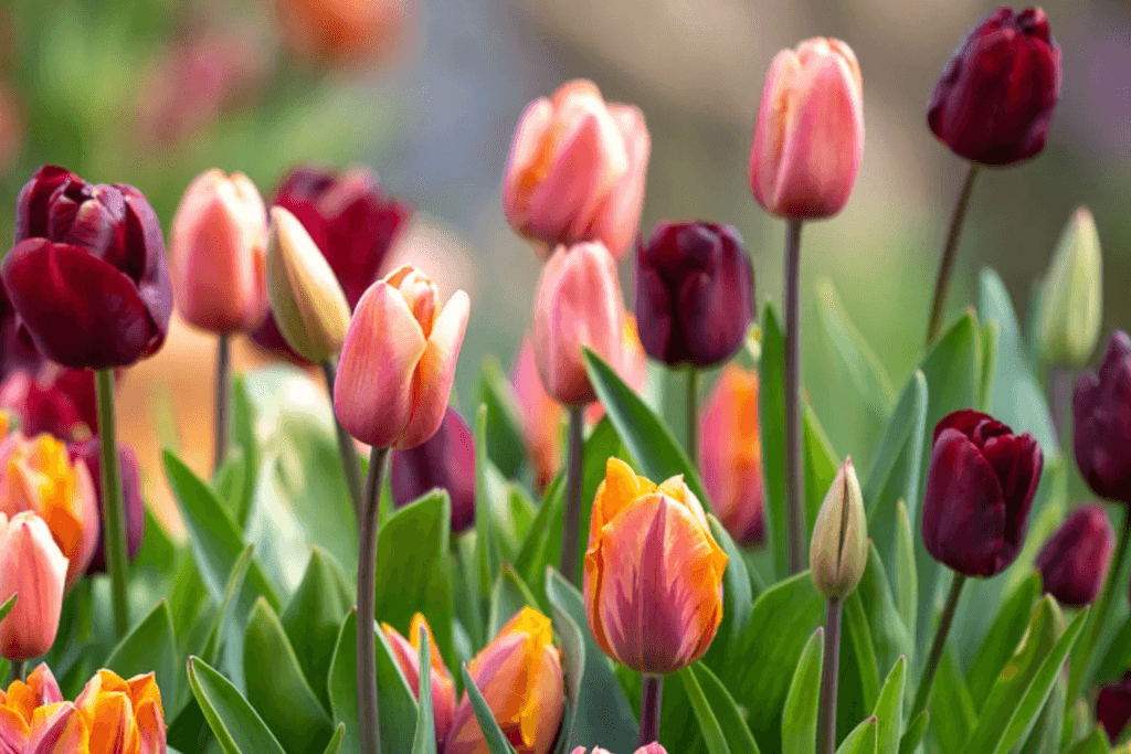 Vibrant Tulips bringing colour to spring garden